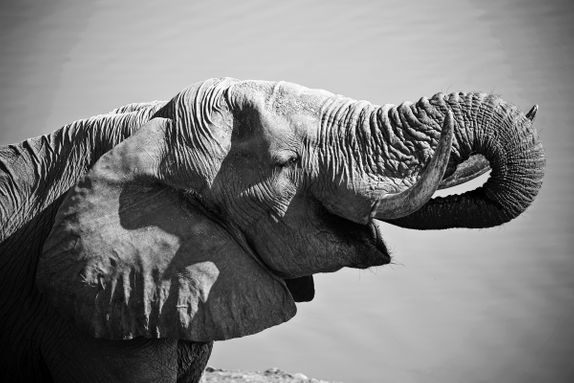 ELEPHANT BULL DRINKING, ZIMBABWE