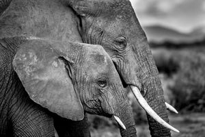 ELEPHANT MOTHER & DAUGHTER, KENYA (2014)-018611