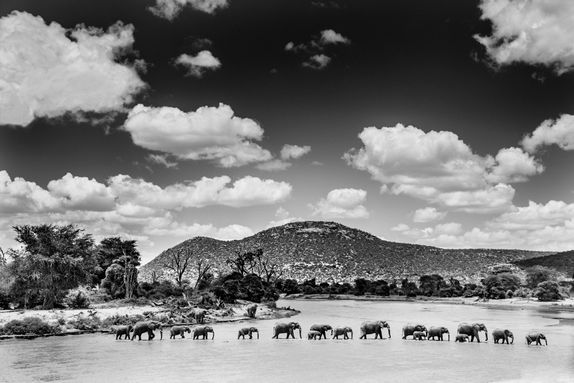 ELEPHANTS CROSSING EWASO NYIRO, KENYA