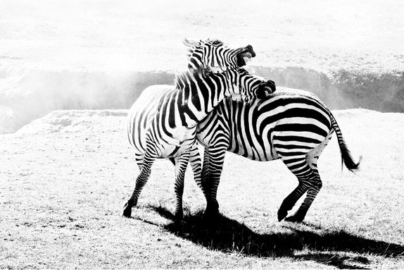 FIGHTING ZEBRAS, KENYA