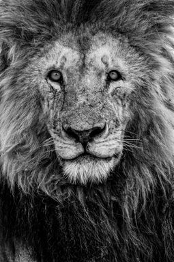 THE LION KING, SERENGETI, TANZANIA