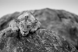 YOUNG MALE LION, SERENGETI, TANZANIA (2015)-3410